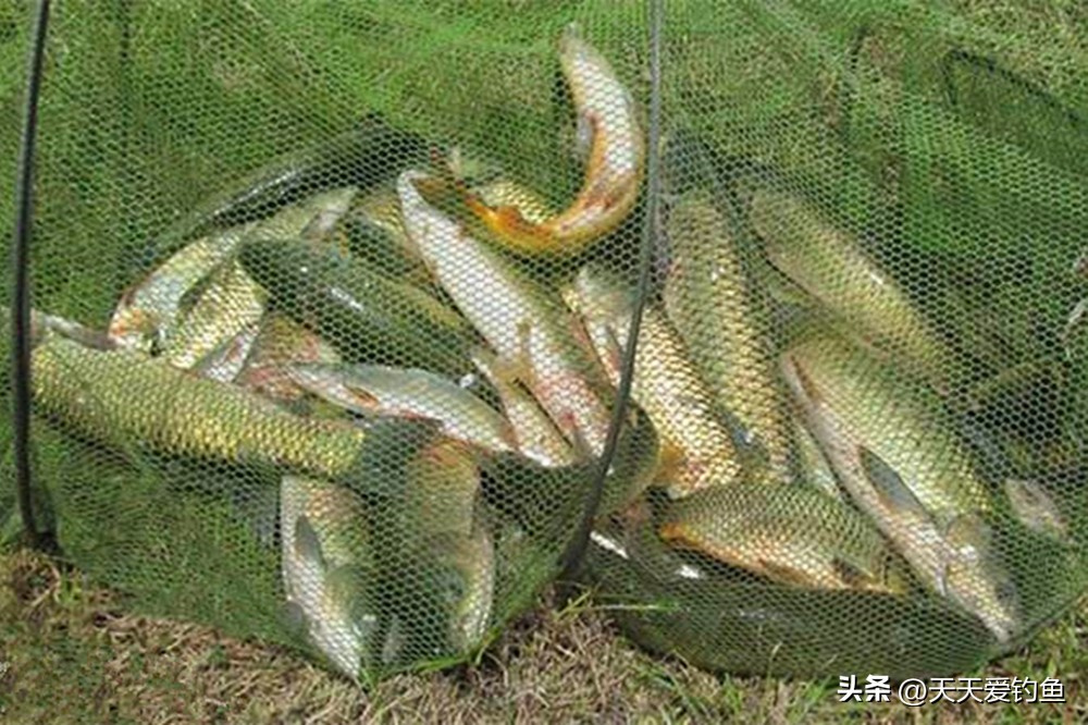 钓鱼技巧:各种鱼的特性和经典钓法,钓鱼人必看 钓鱼技巧:各种鱼的特性和经典钓法,钓鱼人必看