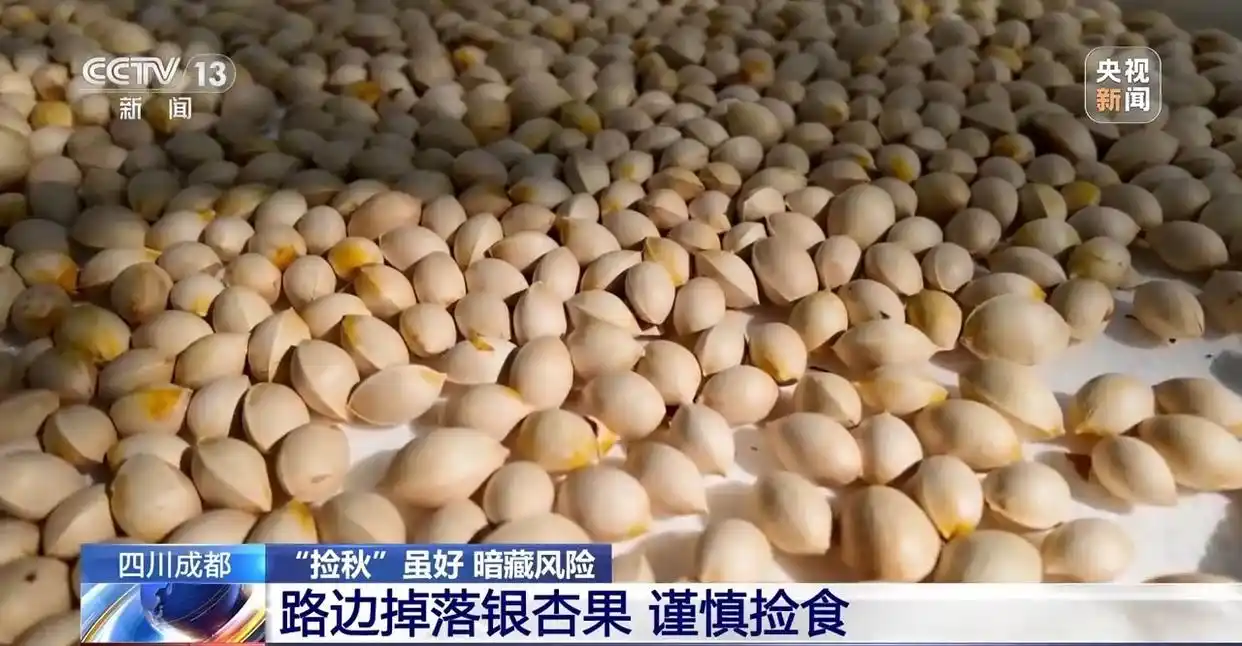 成都捡秋活动_成都捡秋安全指南_“捡秋”有风险 尝鲜需谨慎