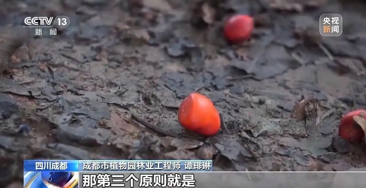 成都捡秋安全指南_“捡秋”有风险 尝鲜需谨慎_成都捡秋活动