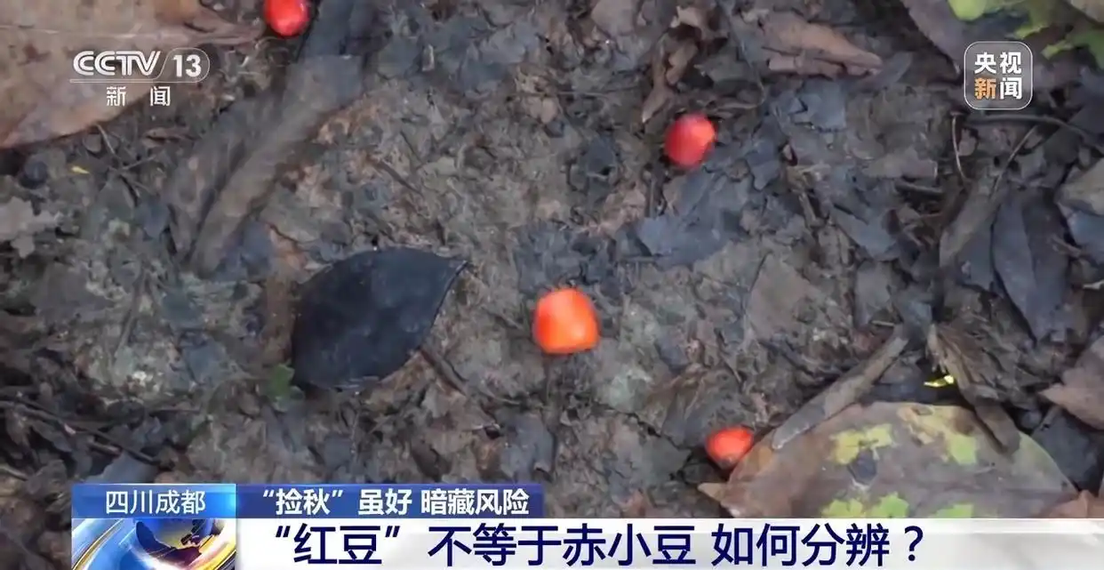 成都捡秋安全指南_“捡秋”有风险 尝鲜需谨慎_成都捡秋活动