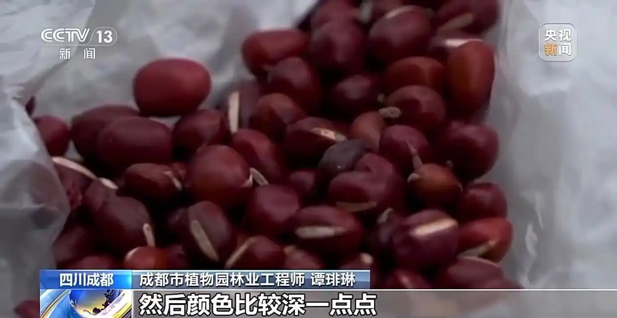 成都捡秋安全指南_成都捡秋活动_“捡秋”有风险 尝鲜需谨慎