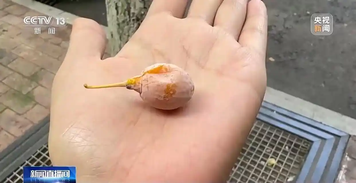 成都捡秋安全指南_“捡秋”有风险 尝鲜需谨慎_成都捡秋活动