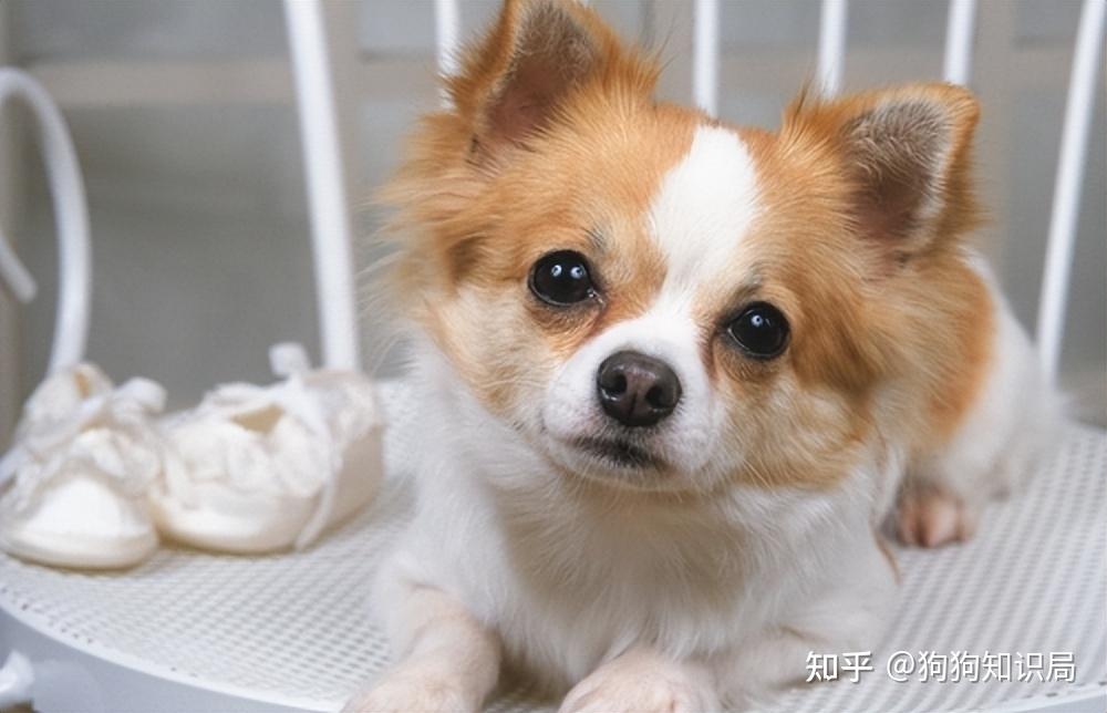最全!常见的27种狗狗,你认识几种? 最全!常见的27种狗狗,你认识几种?
