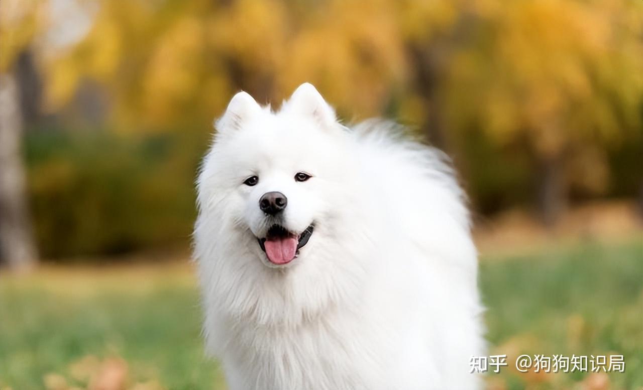 狗狗品种特点_狗多久不喝水会死_常见狗狗品种介绍