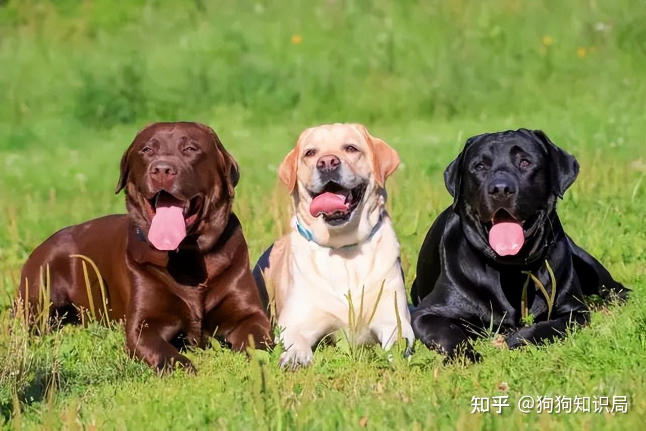 常见狗狗品种介绍_狗狗品种特点_狗多久不喝水会死