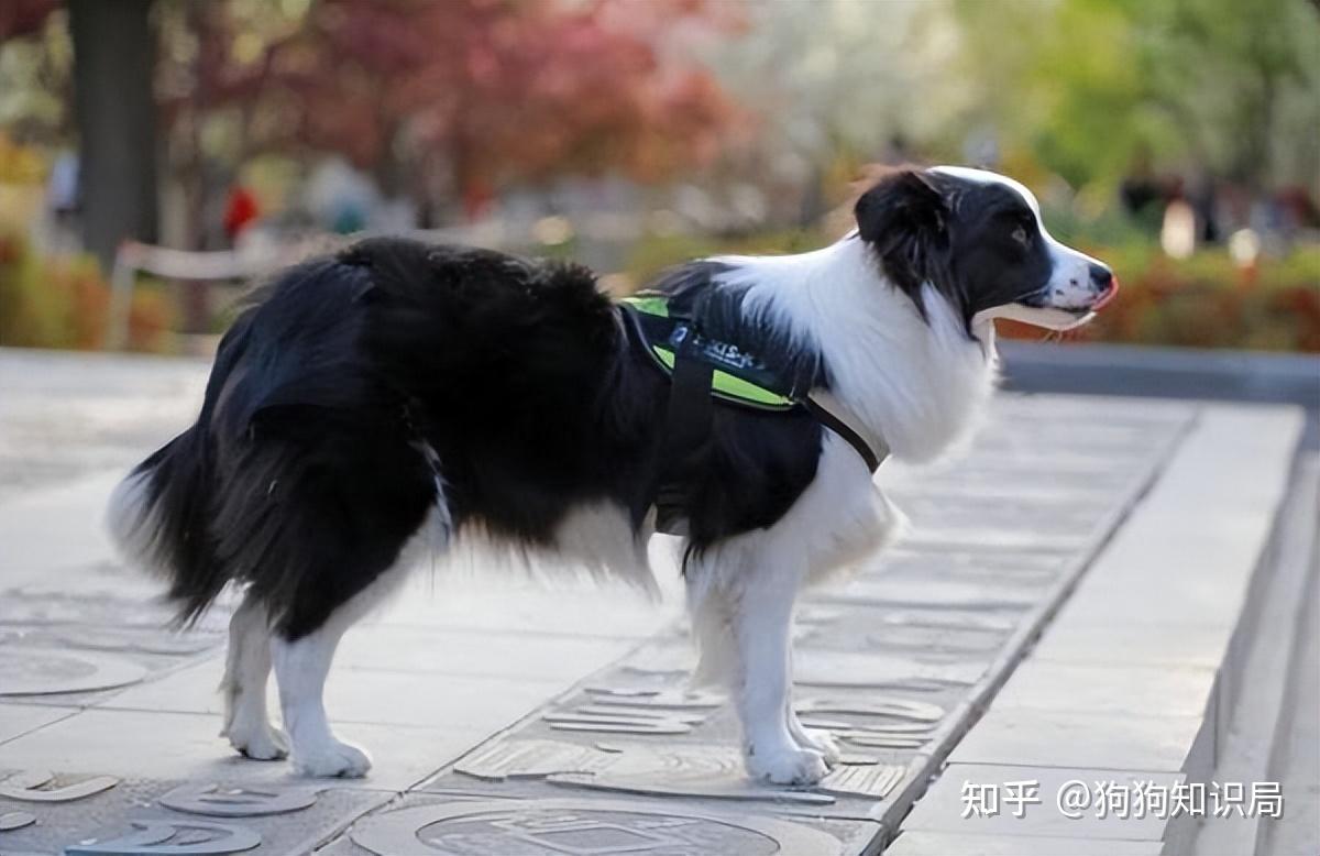 常见狗狗品种介绍_狗狗品种特点_狗多久不喝水会死