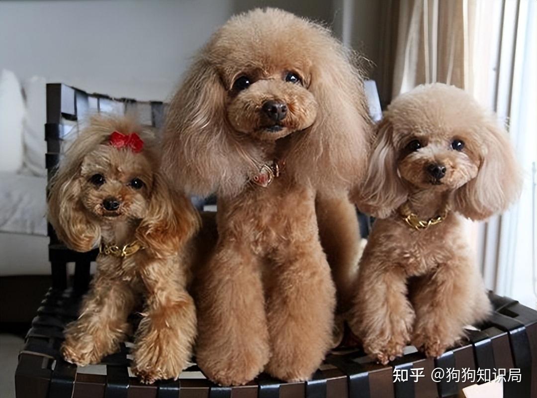 狗狗品种特点_常见狗狗品种介绍_狗多久不喝水会死