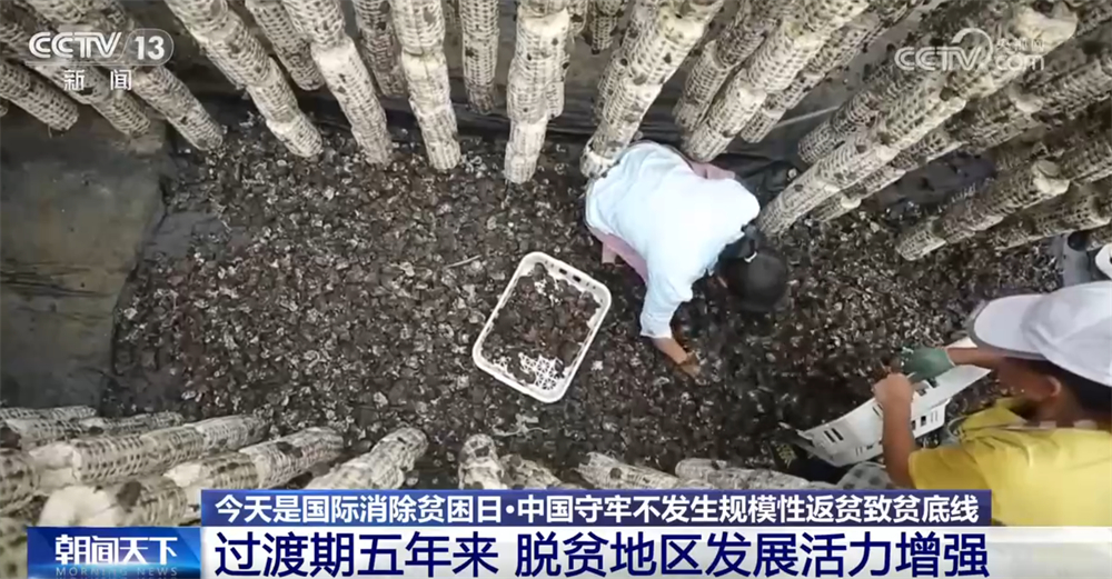 扶贫网系统什么时候开_中国脱贫攻坚过渡期_脱贫地区产业发展