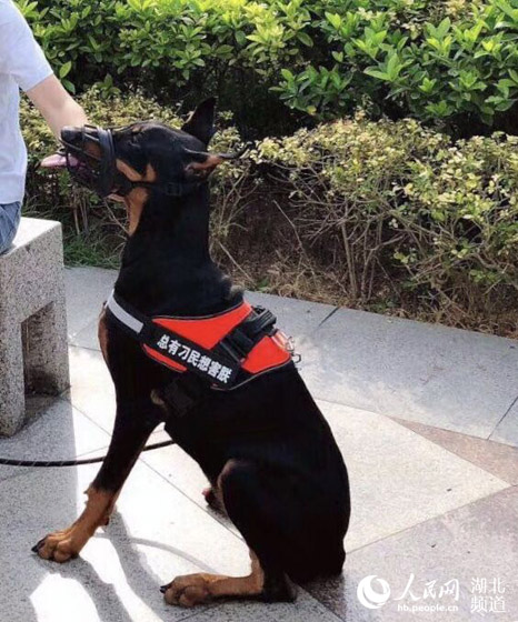 武汉市文明养犬条例_武汉市养犬登记办证率不足7%_武汉哪里有卖宠物电子项圈