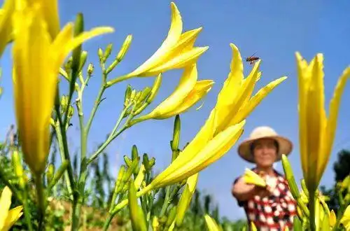 焯水哪些食材需要焯水_这6类必须焯水的食物要知道_正确焯水方法