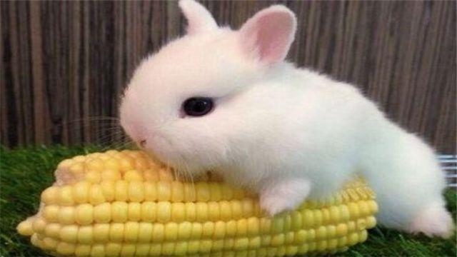 为什么说养兔子，最好不要喂水？难道兔子不能喝水吗？