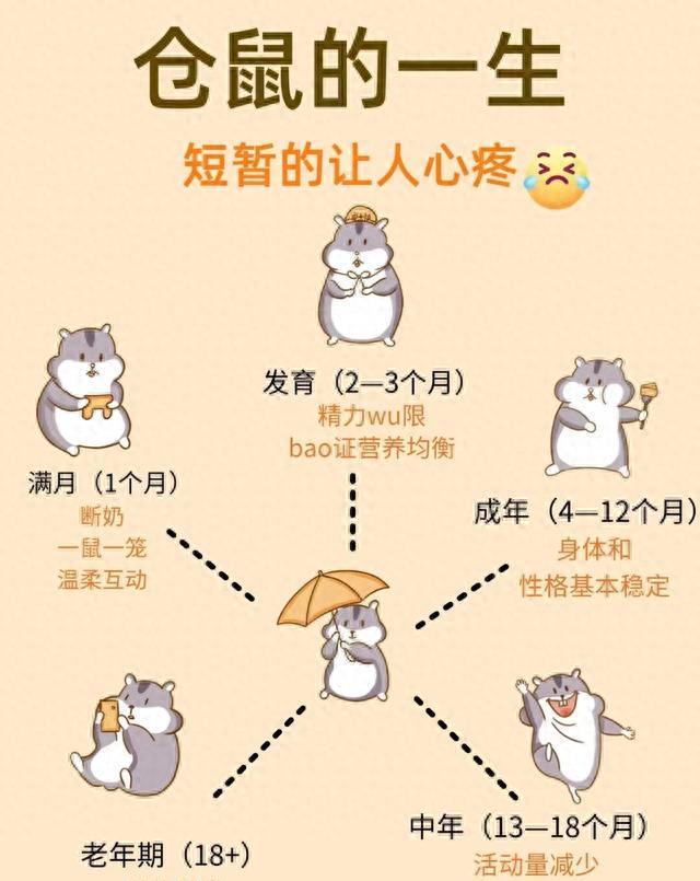 仓鼠的一生:短暂却治愈,养鼠人看完泪目 仓鼠的一生:短暂却治愈,养鼠人看完泪目