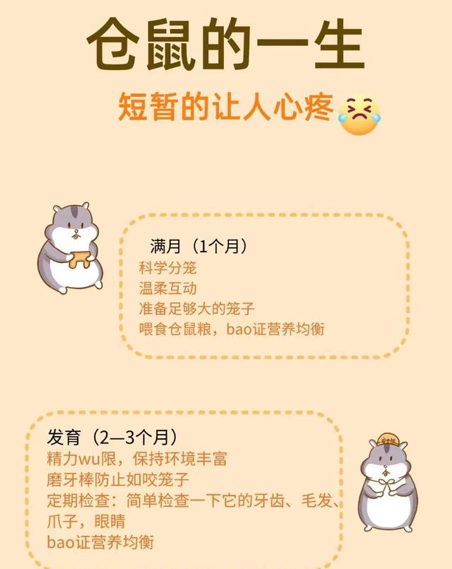 仓鼠不喝水会死吗_仓鼠正确饲养方法_仓鼠寿命短原因