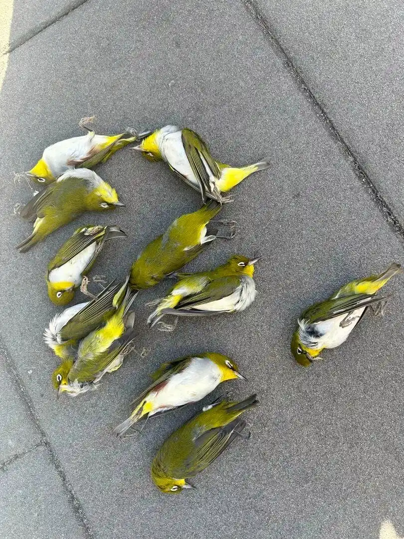候鸟迁徙季_多只候鸟撞上大厦玻璃死亡_北京红胁绣眼鸟