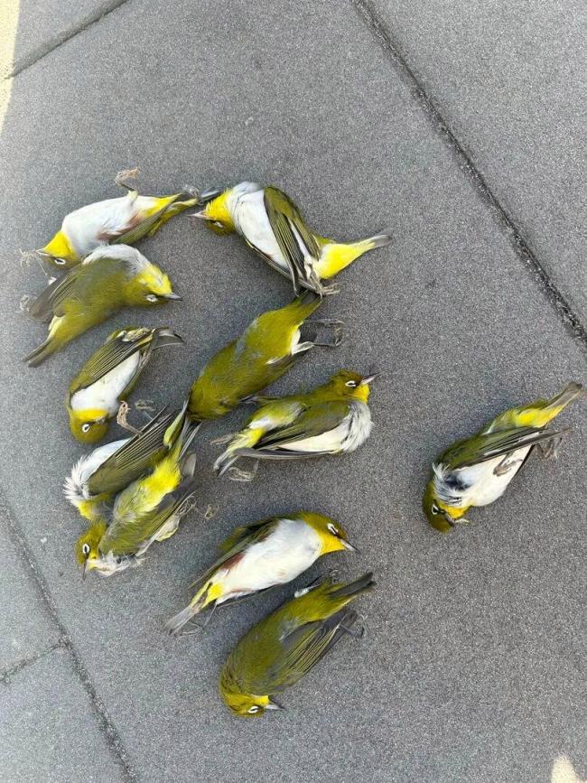 多只候鸟撞上大厦玻璃死亡