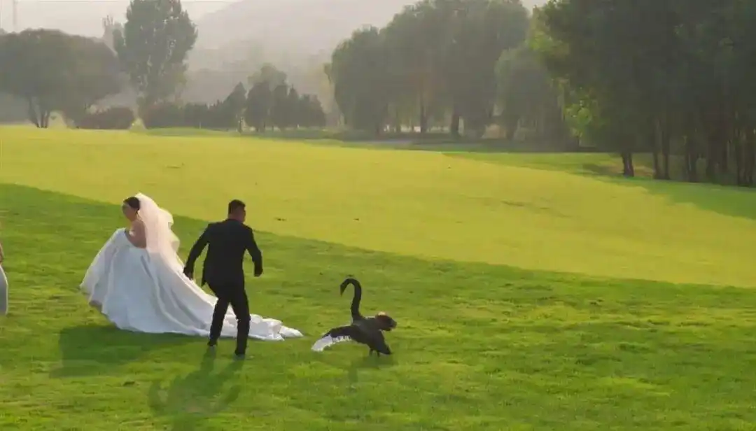 新人拍婚纱照遭遇“黑天鹅抢新娘”,新郎:有些害怕但要保护对象 新人拍婚纱照遭遇“黑天鹅抢新娘”,新郎:有些害怕但要保护对象