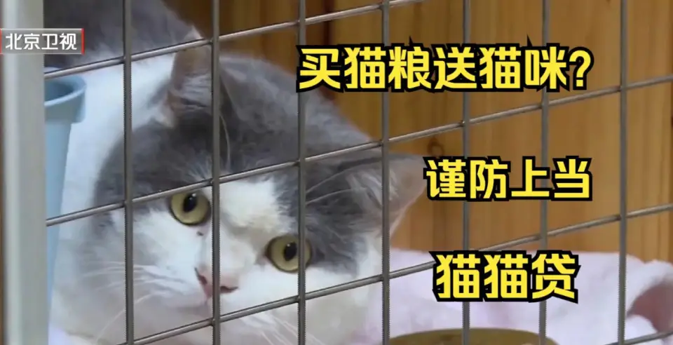 宠物领养陷阱_后院猫狗领养骗局_免费领养狗狗正规网