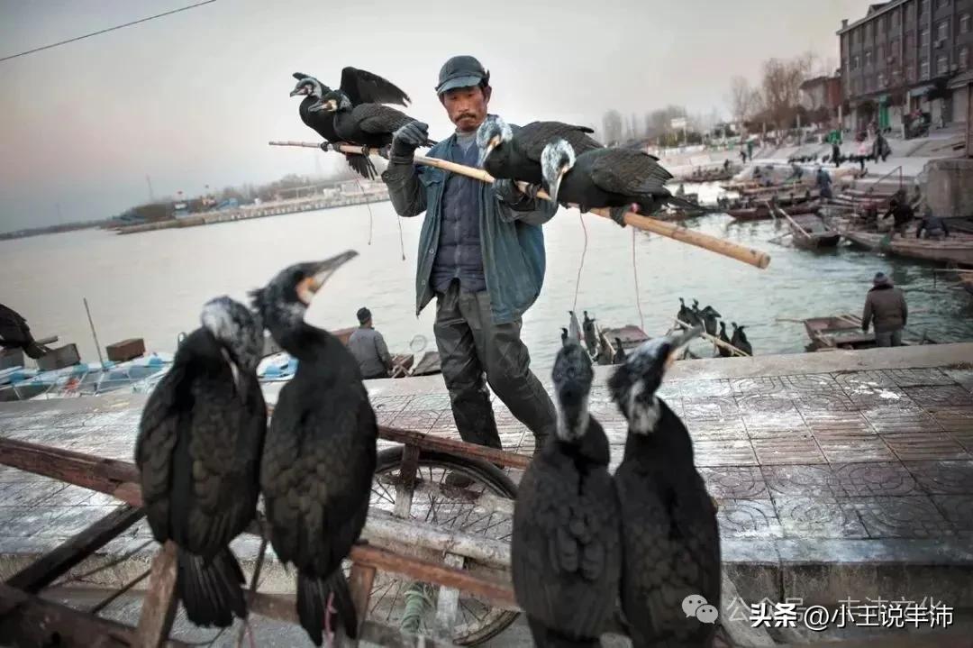 鸬鹚驯养捕鱼习俗_鸬鹚捕鱼_微山湖鸬鹚捕鱼传统