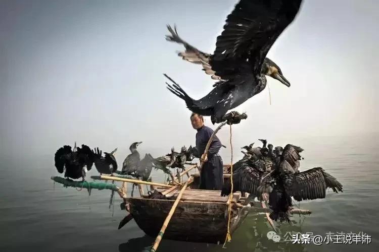 鸬鹚驯养捕鱼习俗_微山湖鸬鹚捕鱼传统_鸬鹚捕鱼