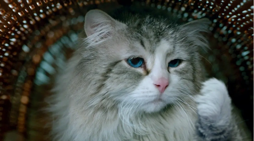 室内养猫好处_流浪猫生态影响_别让宠物救命血成流浪动物的索命符