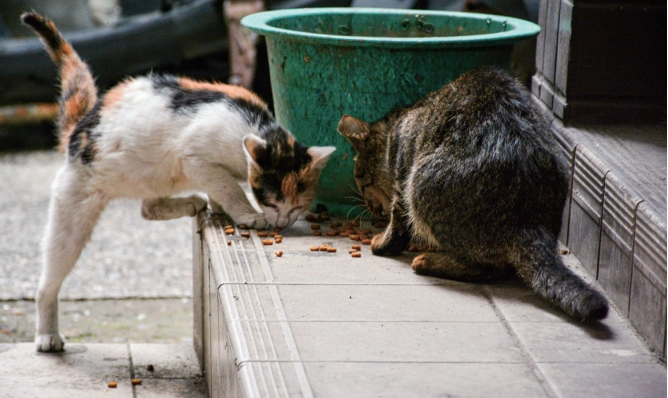 流浪猫生态影响_别让宠物救命血成流浪动物的索命符_室内养猫好处
