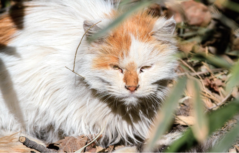 流浪猫生态影响_别让宠物救命血成流浪动物的索命符_室内养猫好处