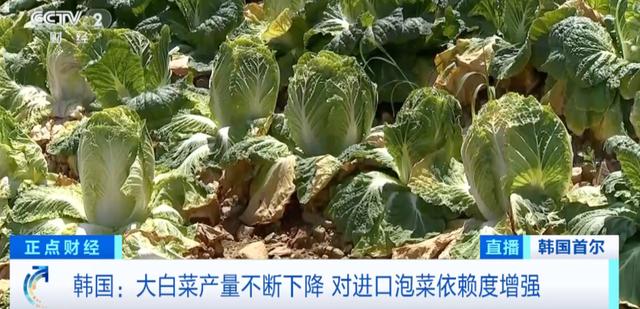 韩国泡菜贸易赤字_韩国进口辣白菜超99.9%来自中国_中国泡菜进口韩国原因