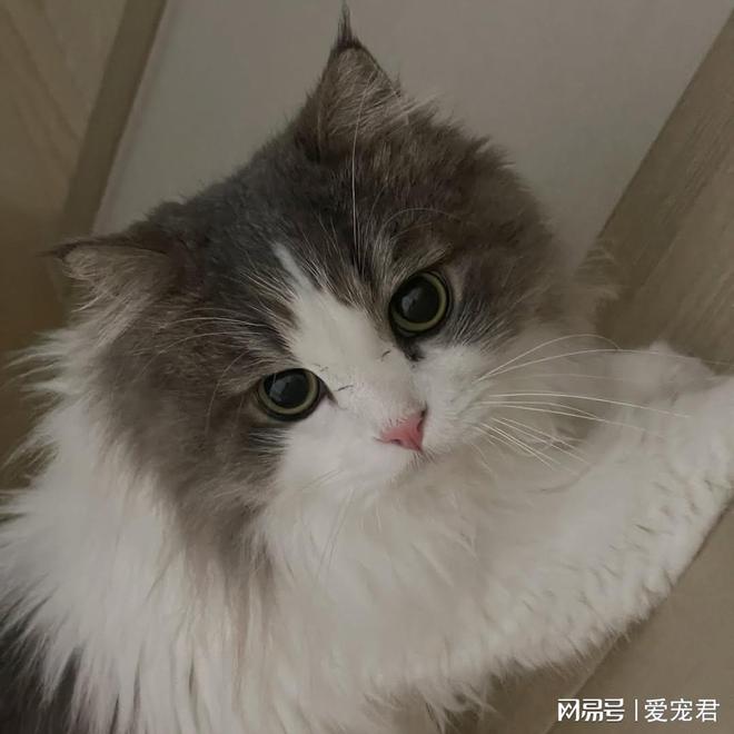 3个让讨厌洗澡的猫咪也能保持干净的小妙招 3个让讨厌洗澡的猫咪也能保持干净的小妙招