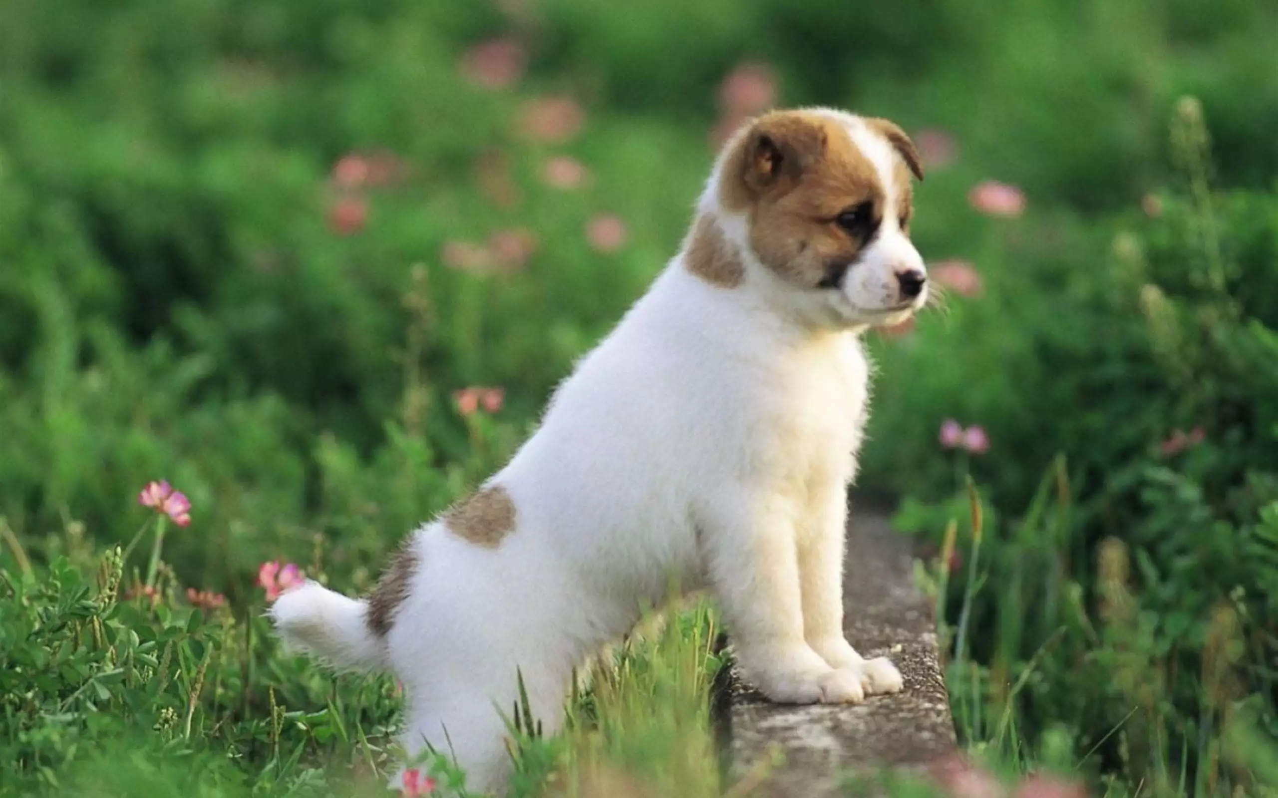 猫咪洗澡误区_夏季猫咪洗澡频率_爱洗澡的猫猫