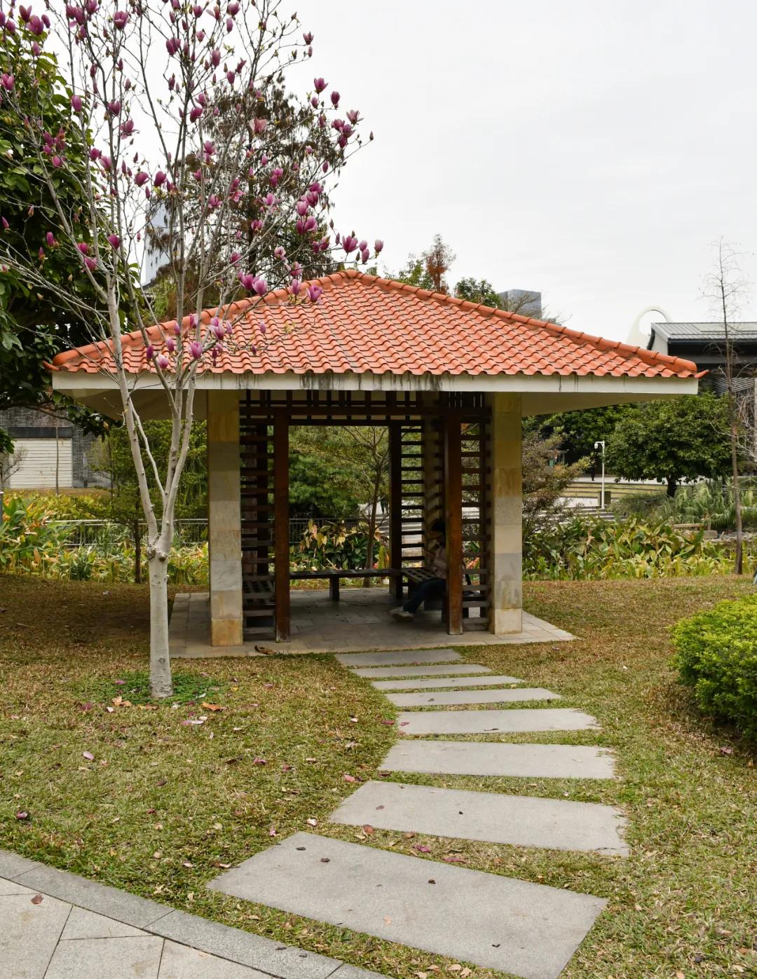 广州哪里适合郊游踏青_广州磨碟沙公园黄花风铃木_磨碟沙公园紫玉兰拍照