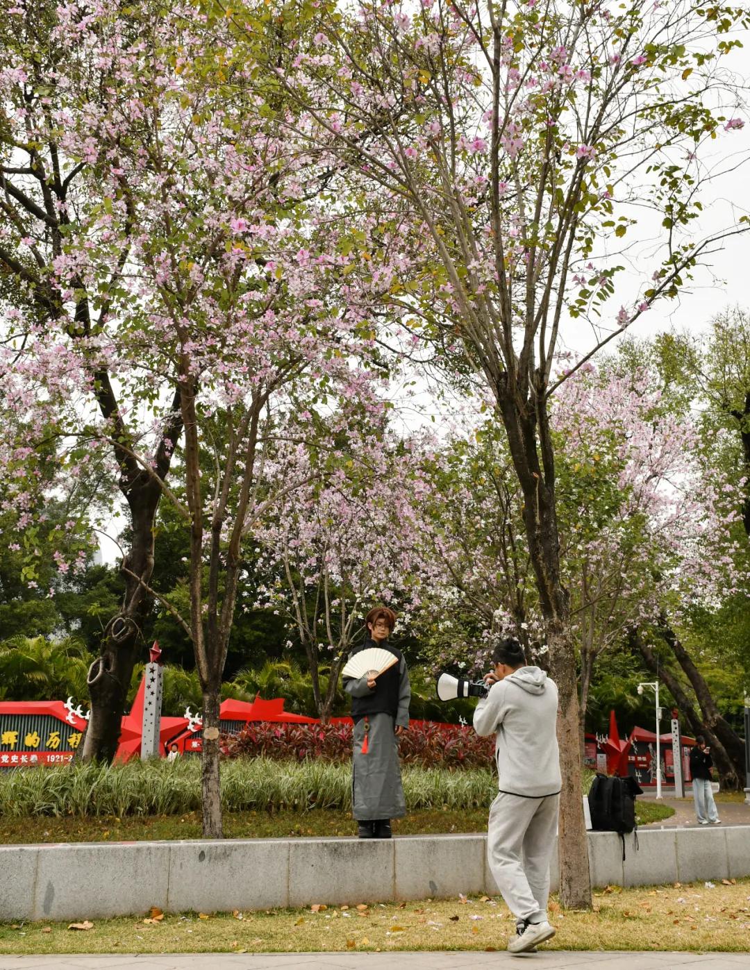 广州磨碟沙公园黄花风铃木_广州哪里适合郊游踏青_磨碟沙公园紫玉兰拍照