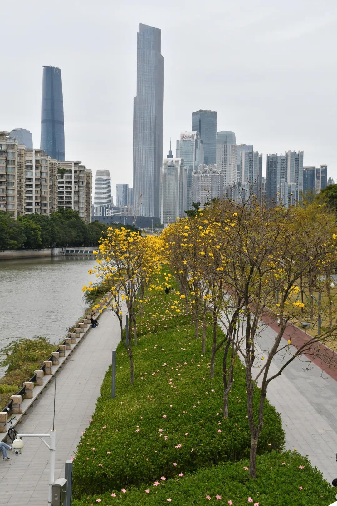 广州哪里适合郊游踏青_广州磨碟沙公园黄花风铃木_磨碟沙公园紫玉兰拍照