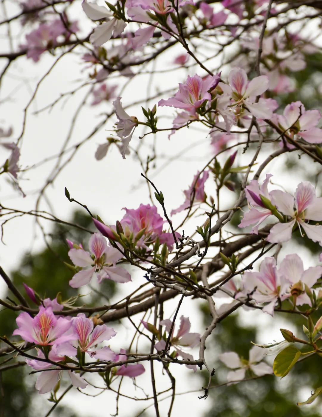 广州哪里适合郊游踏青_广州磨碟沙公园黄花风铃木_磨碟沙公园紫玉兰拍照