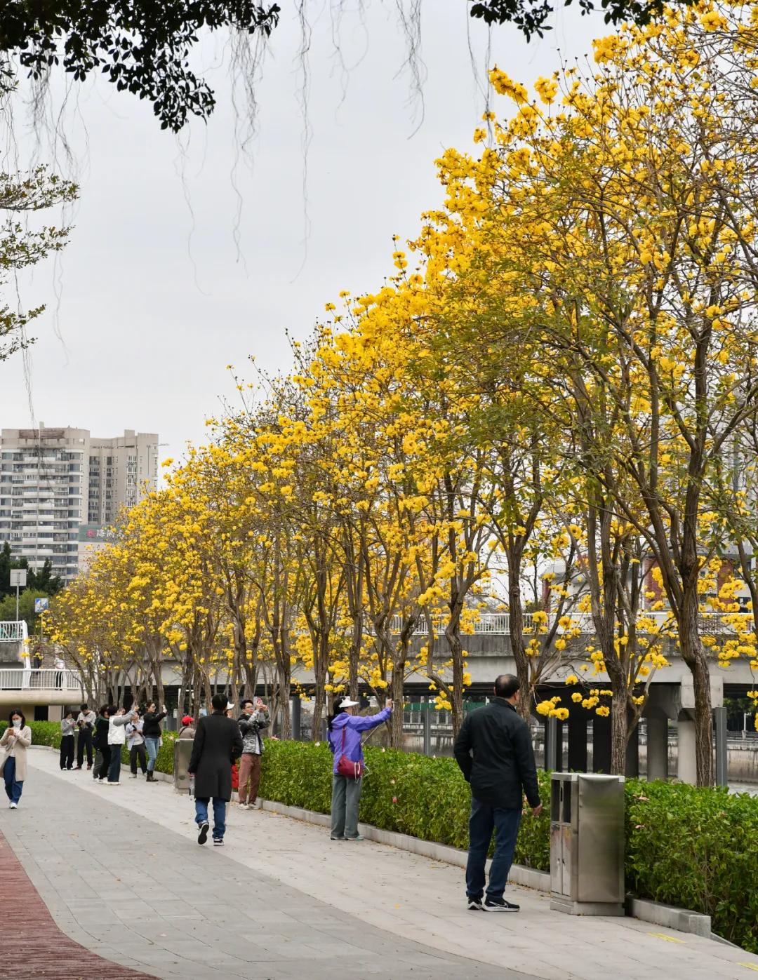 磨碟沙公园紫玉兰拍照_广州磨碟沙公园黄花风铃木_广州哪里适合郊游踏青