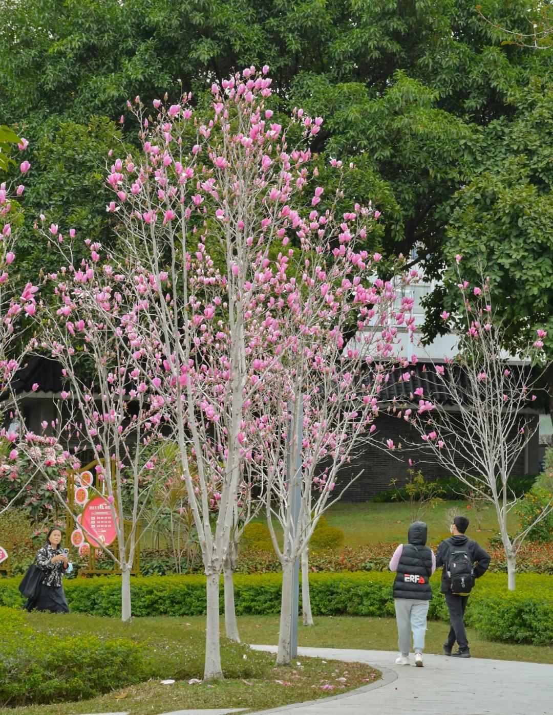 磨碟沙公园紫玉兰拍照_广州磨碟沙公园黄花风铃木_广州哪里适合郊游踏青