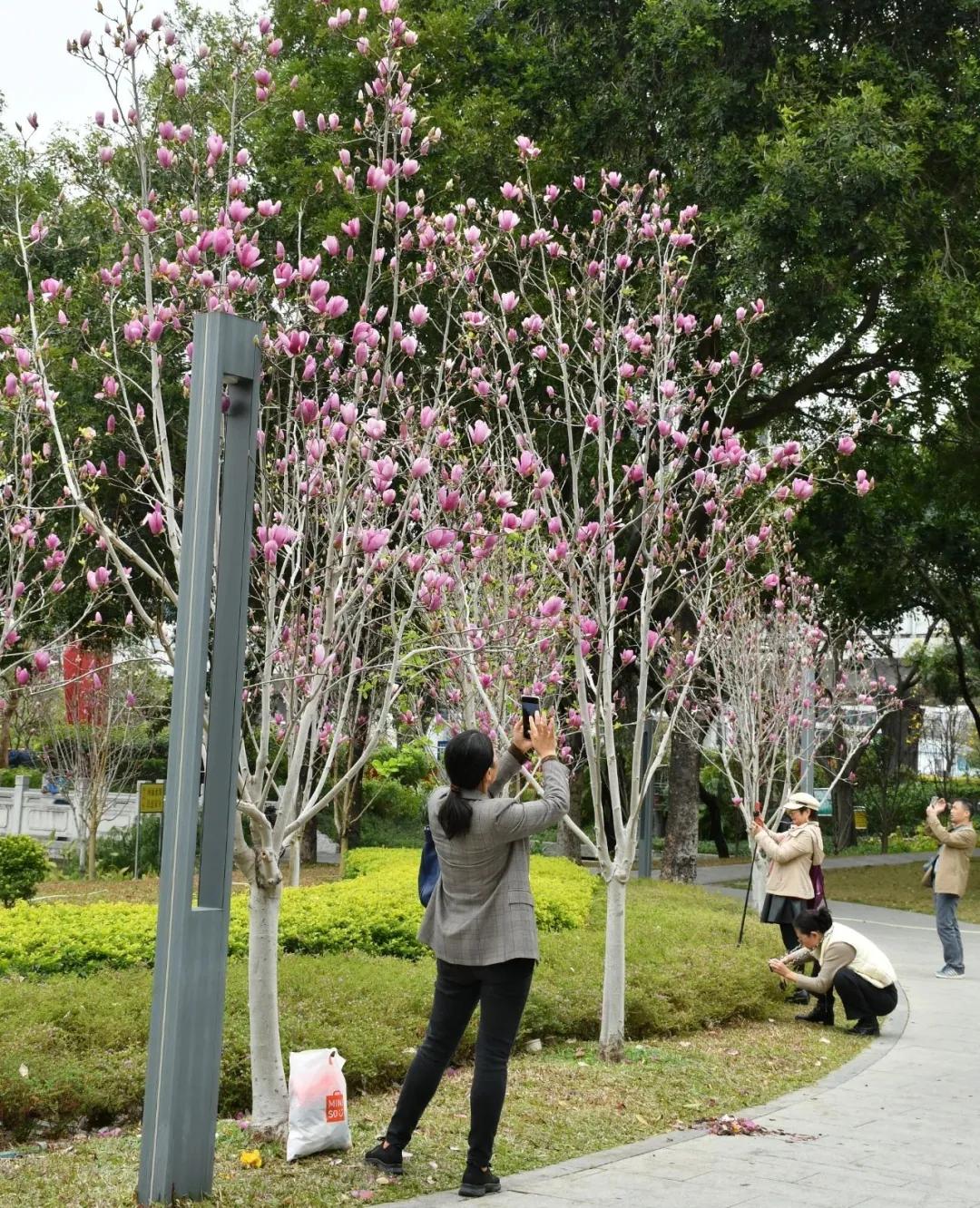 广州哪里适合郊游踏青_磨碟沙公园紫玉兰拍照_广州磨碟沙公园黄花风铃木