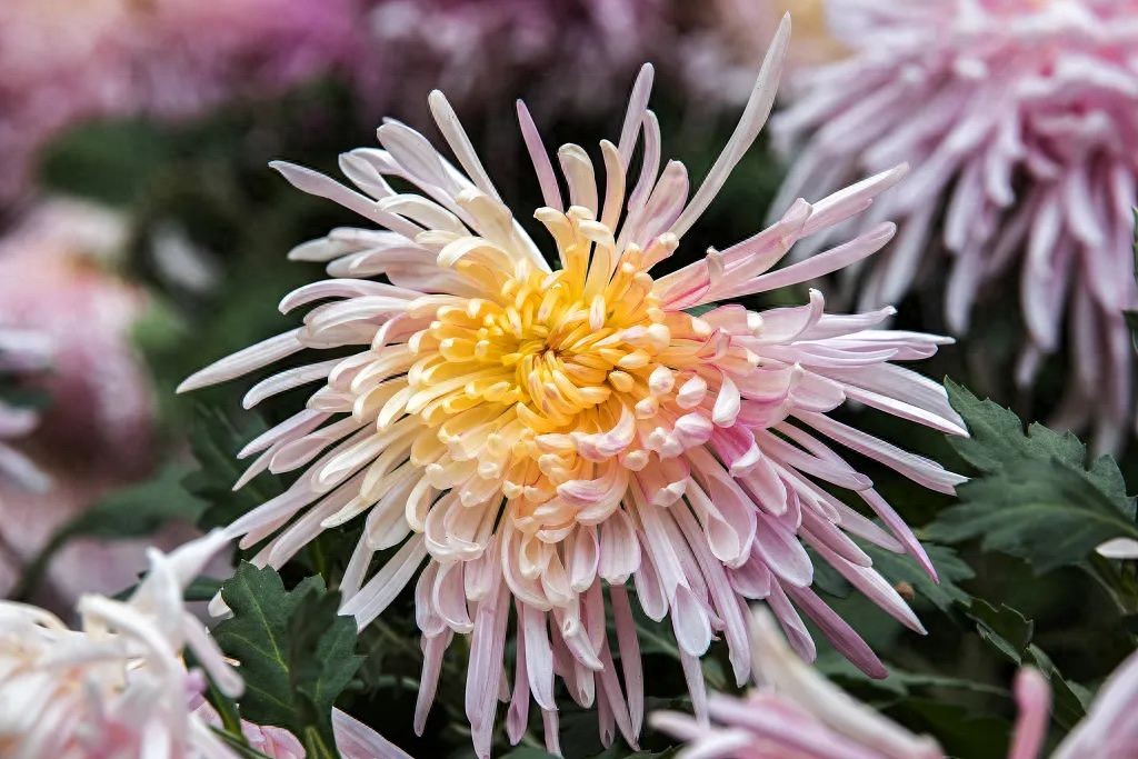 重阳节最为人熟知的习俗是登高，除此之外，还有哪些习俗呢？