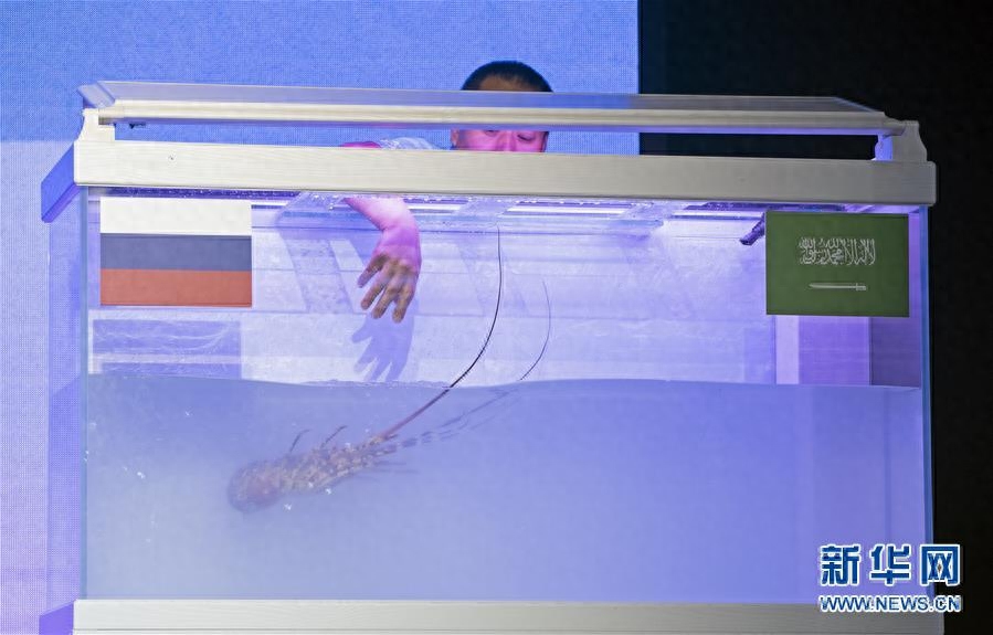 优酷携手央视开启世界杯直播