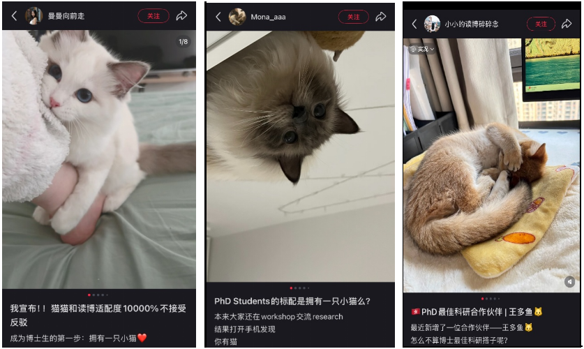 读博“破破烂烂”，小猫“缝缝补补”
