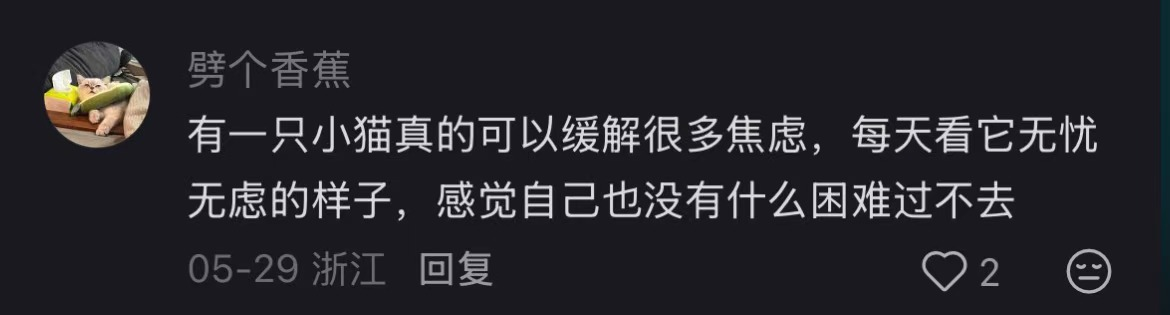 读博养猫 猫咪治愈 科研精神支柱_养小猫