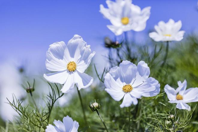 养老与宠物冲突_养小猫_老人与女婿矛盾