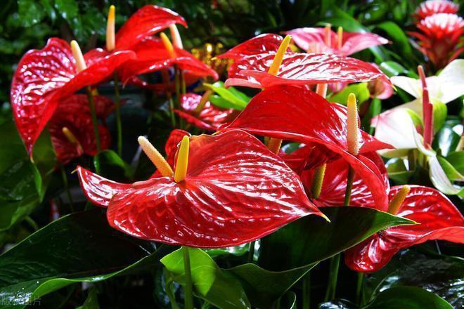 养老与宠物冲突_老人与女婿矛盾_养小猫