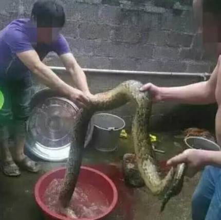 这只被端上餐桌的中华白海豚,让“吃货”这个词浸满了鲜血