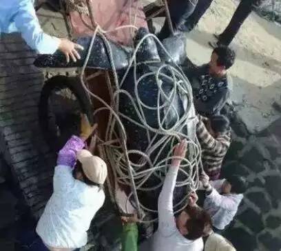 这只被端上餐桌的中华白海豚,让“吃货”这个词浸满了鲜血