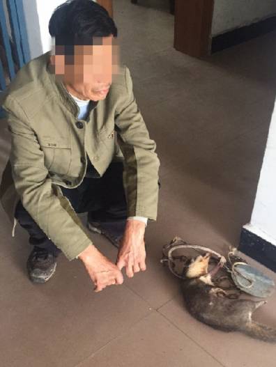 这只被端上餐桌的中华白海豚,让“吃货”这个词浸满了鲜血