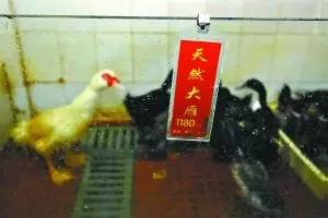 这只被端上餐桌的中华白海豚,让“吃货”这个词浸满了鲜血