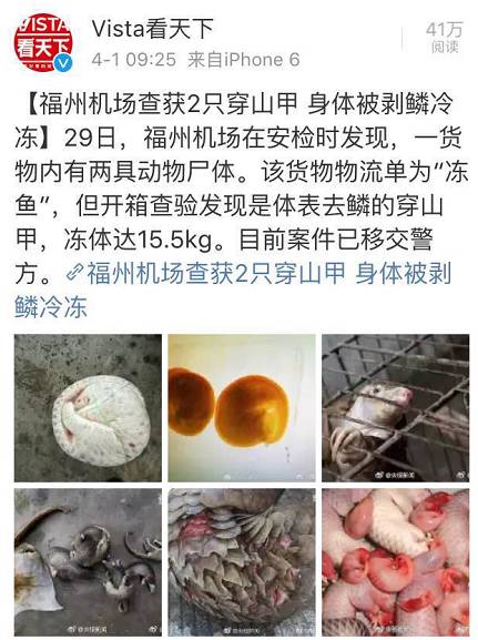 这只被端上餐桌的中华白海豚,让“吃货”这个词浸满了鲜血