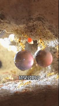 视频号全量开放信息流广告，如何影响游戏行业?