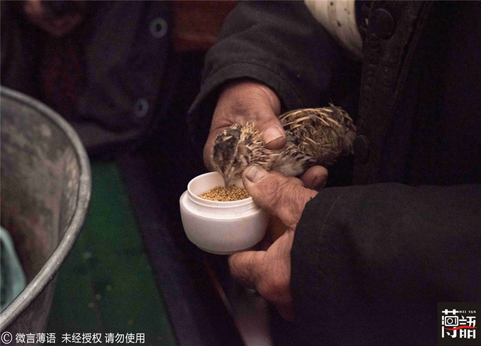 原来鹌鹑也可以斗：输的只能做主人下酒菜