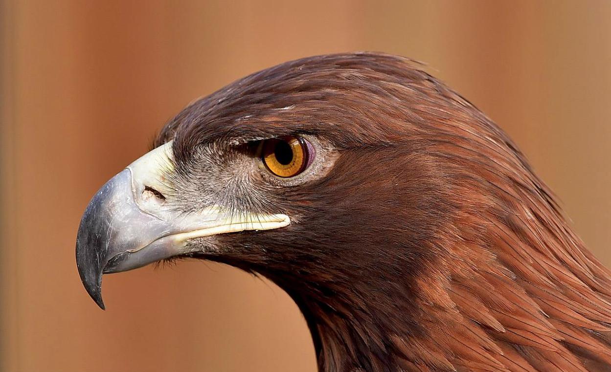 斗鸡打架视频_老鹰与公鸡对比_老鹰家族种类介绍